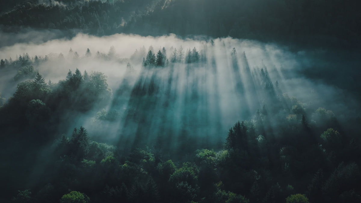 Royale Video ansehen